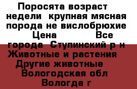 Поросята возраст 4 недели, крупная мясная порода(не вислобрюхие ) › Цена ­ 4 000 - Все города, Ступинский р-н Животные и растения » Другие животные   . Вологодская обл.,Вологда г.